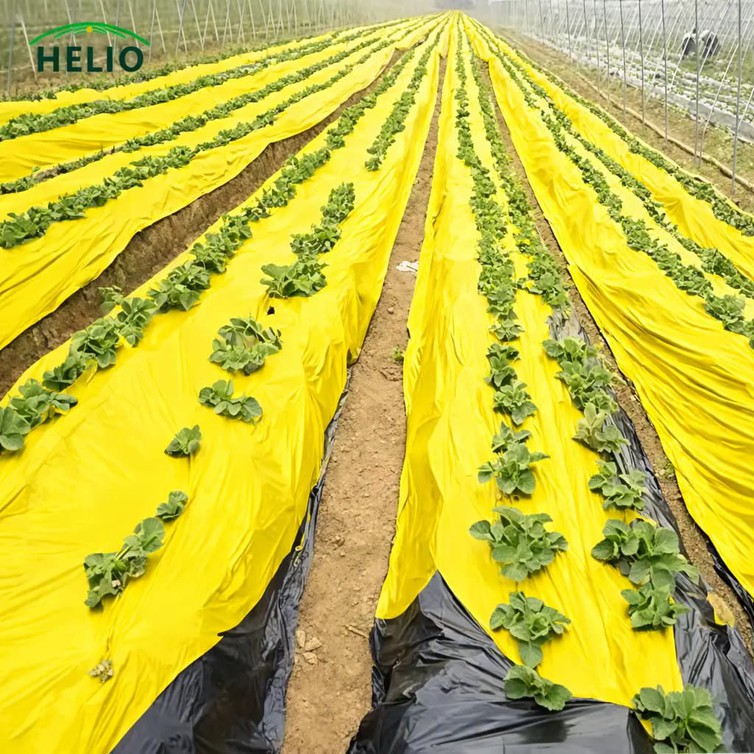 yello black mulch film 1 yello black mulch film 1